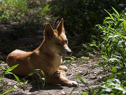 Dingo